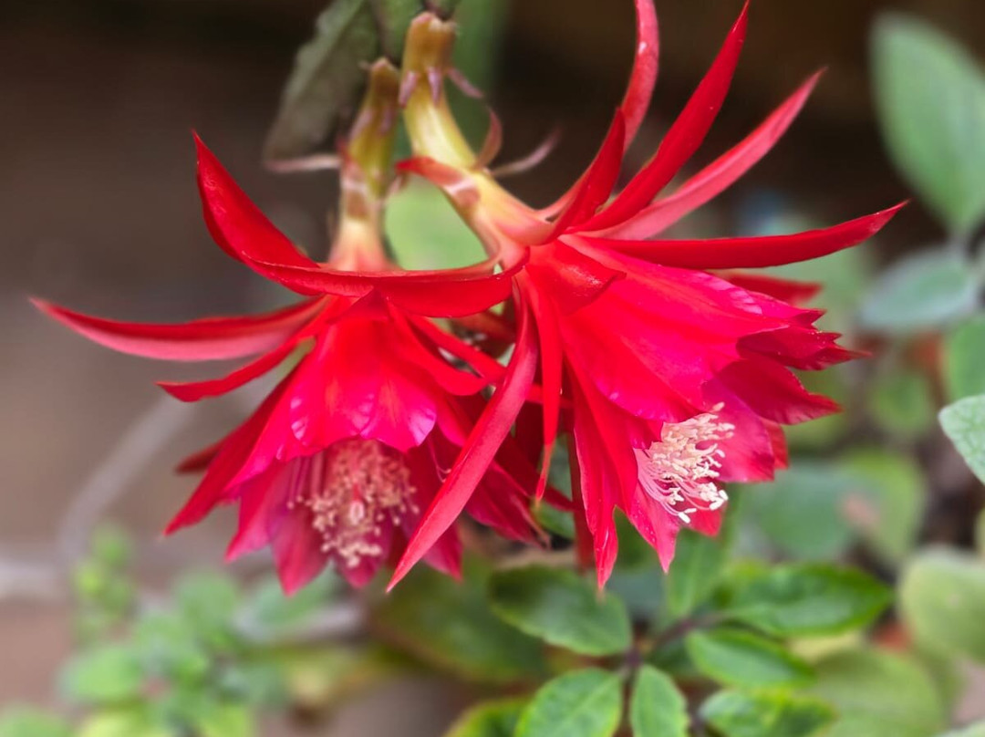 Jardín Botánico La Almunya del Sur-艾尔艾吉多必去景点