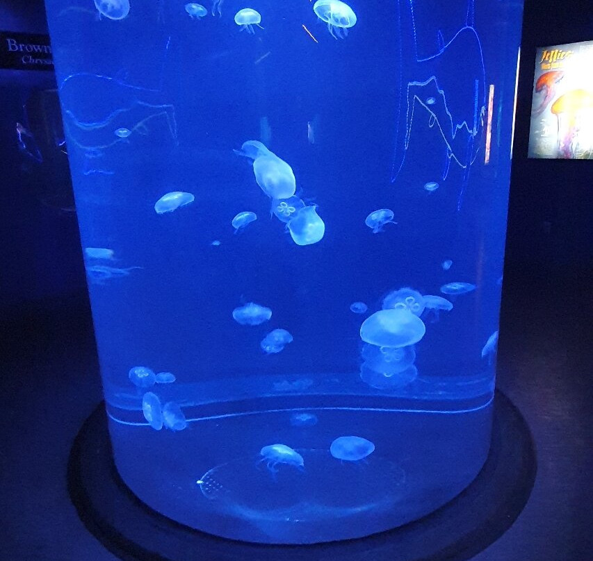 ABQ BioPark Aquarium-阿尔伯克基必去景点