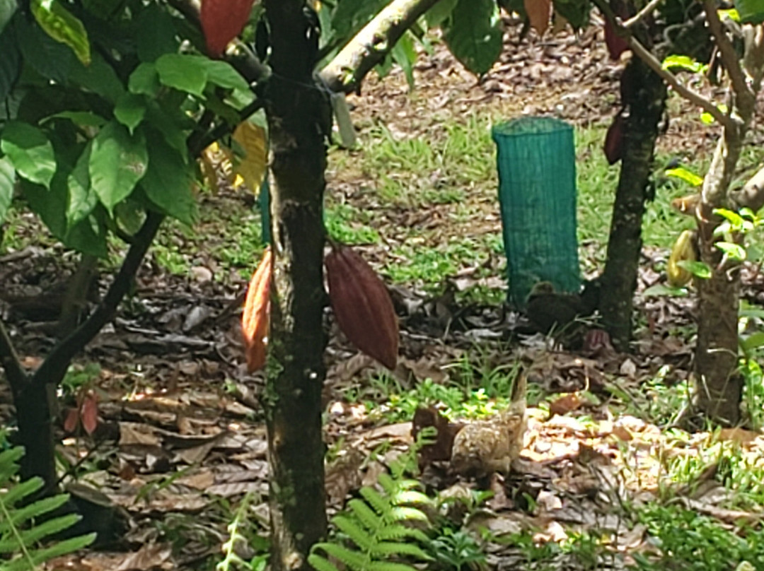 Lydgate Farms Kauai Chocolate-卡帕阿必去景点