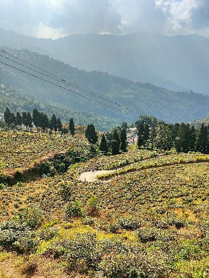 Happy Valley Tea Estate-大吉岭必去景点
