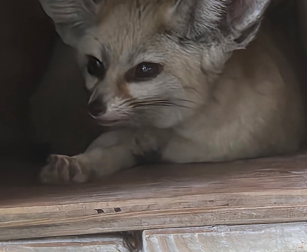 Shy Wolf Sanctuary Education & Experience Center景点图片