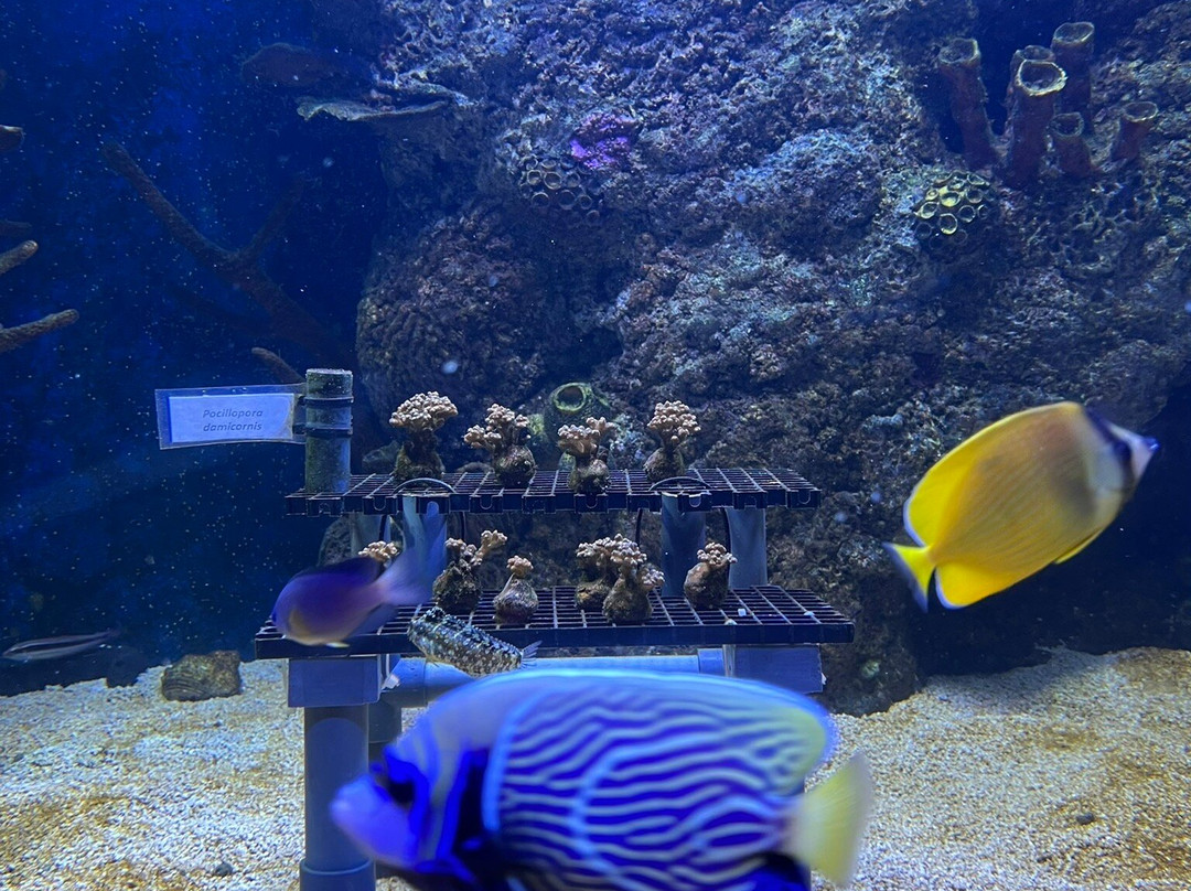 Odysseo Oceanarium Mauritius-路易士港必去景点