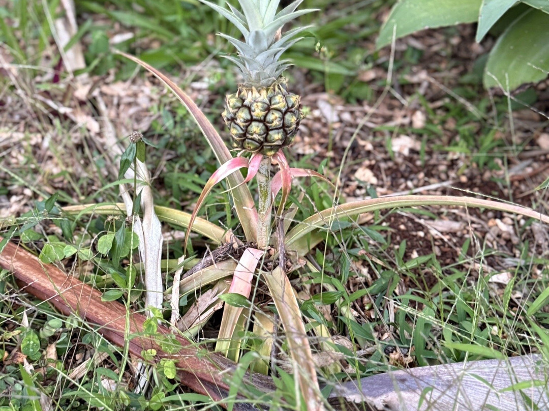 Common Ground Kauai-基拉韦厄必去景点
