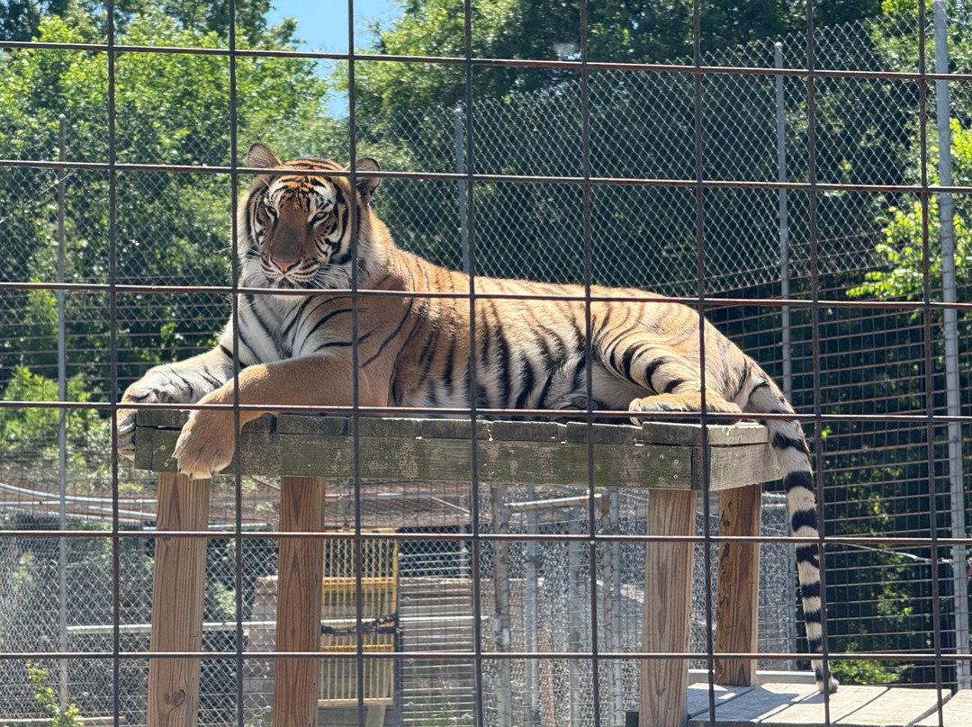 Animal Park At The Conservators Center景点图片