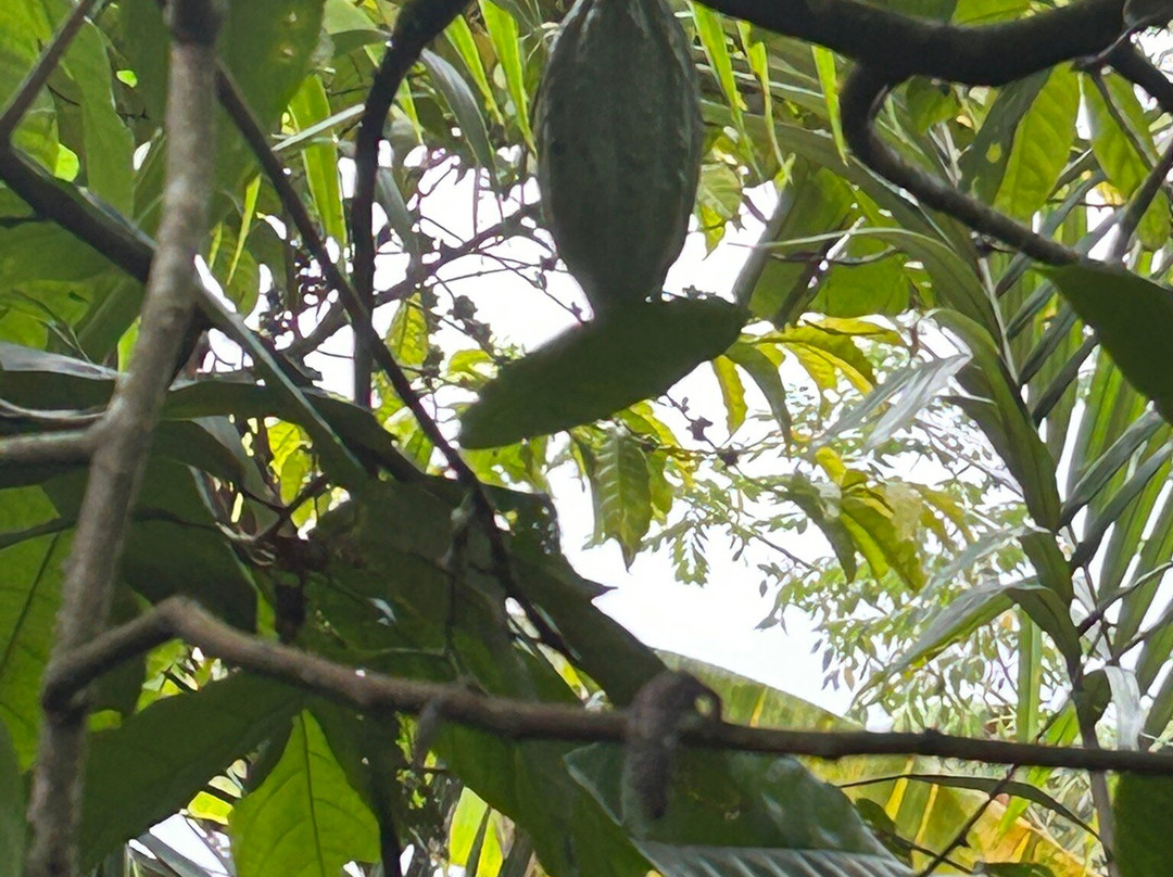 OKA Agriculture Bali景点图片