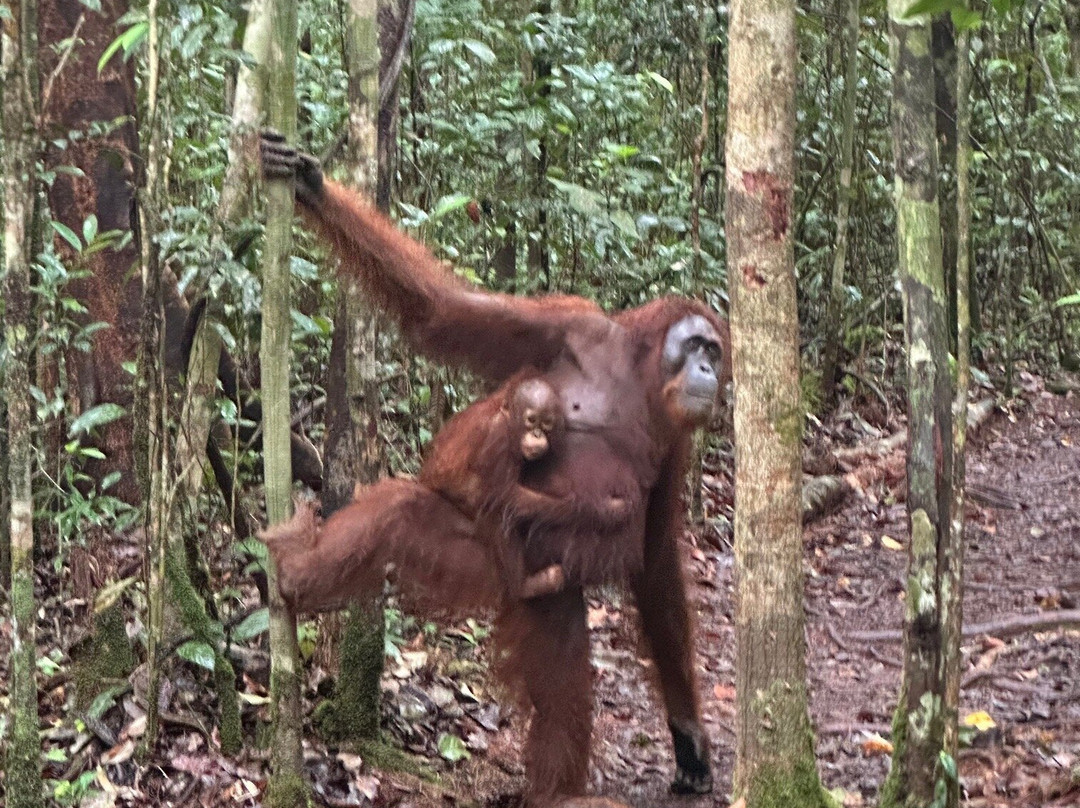 Orangutan Applause - Day Tours-Pangkalan Bun必去景点