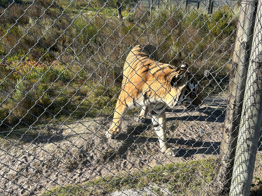 Panthera Africa - Big Cat Sanctuary-斯坦福必去景点