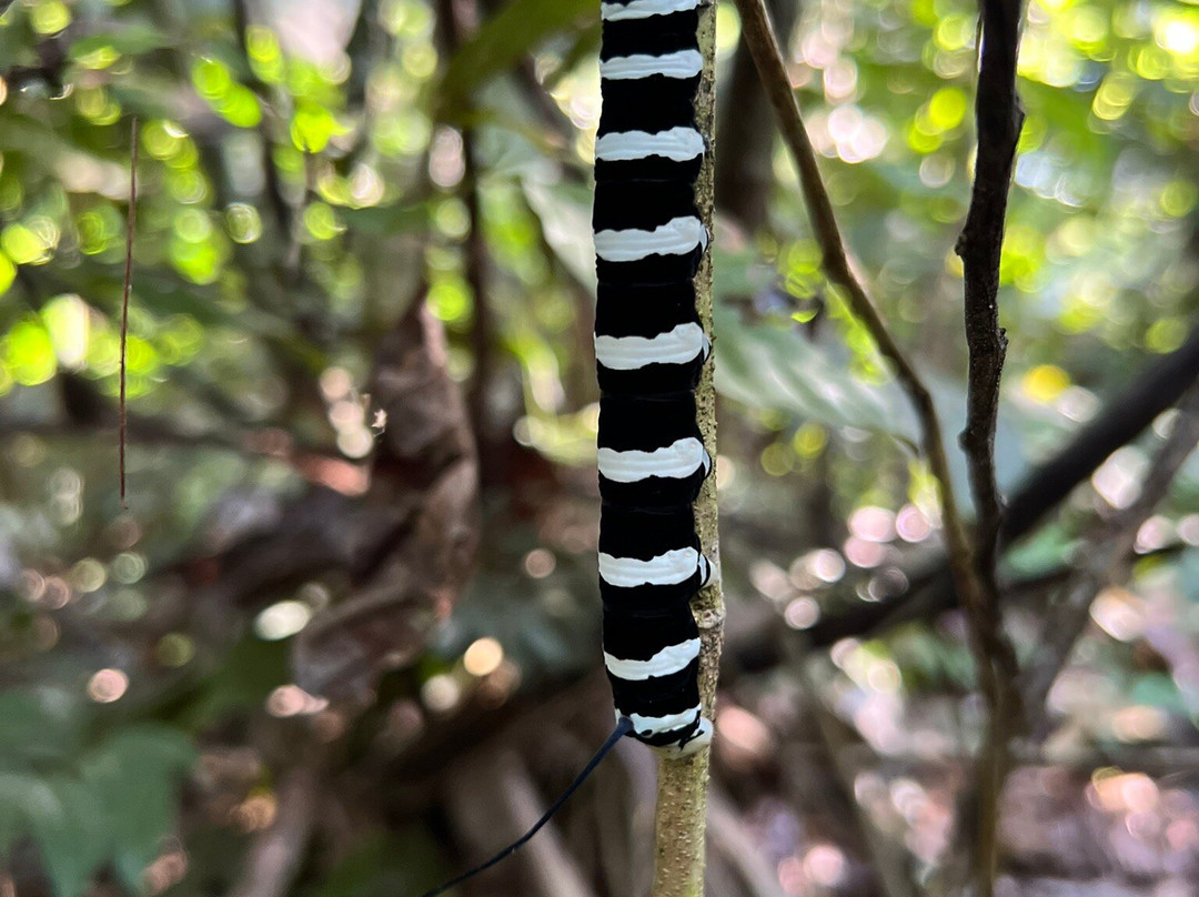 JunglePro-马尔多纳多港必去景点