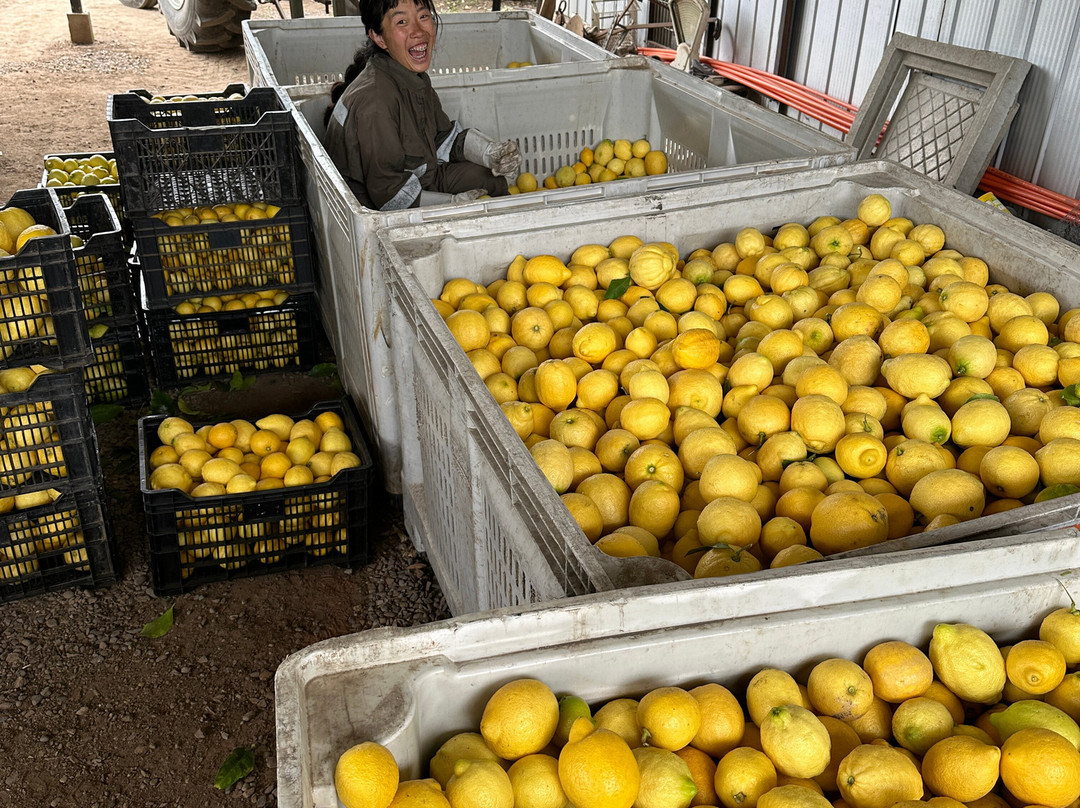 Hoasi Farm-Curacavi必去景点