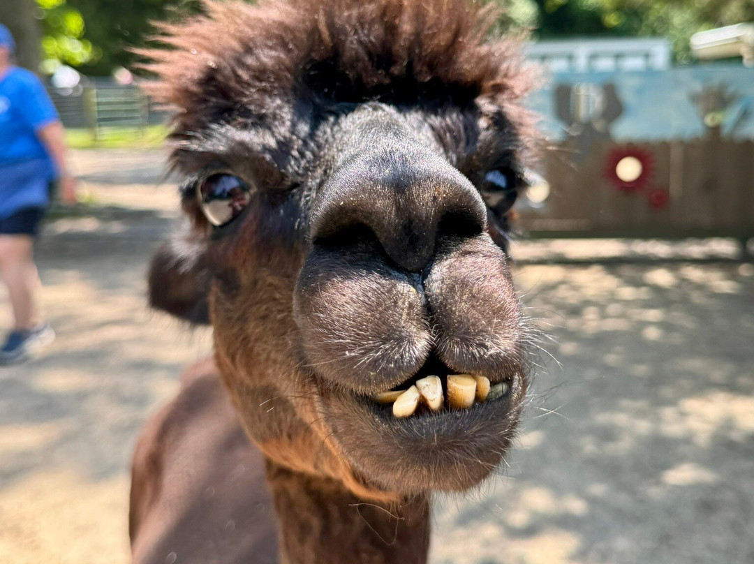 Jersey Shore Alpacas景点图片