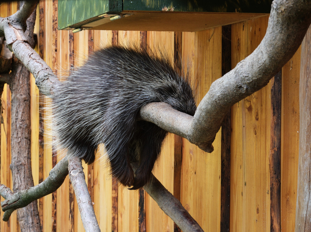 Tierpark Zittau-Zittau必去景点