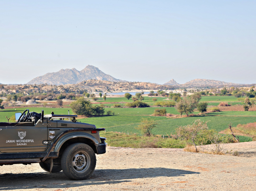 Jawai Leopard Safaris