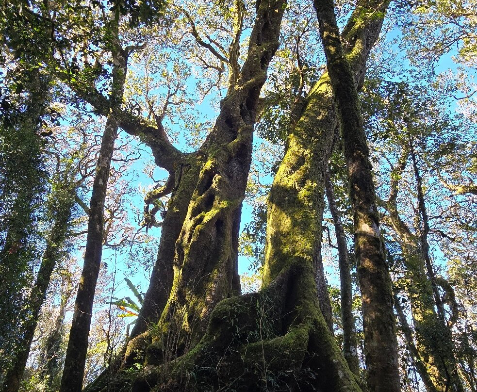 Best Of All Lookout-春之泉必去景点