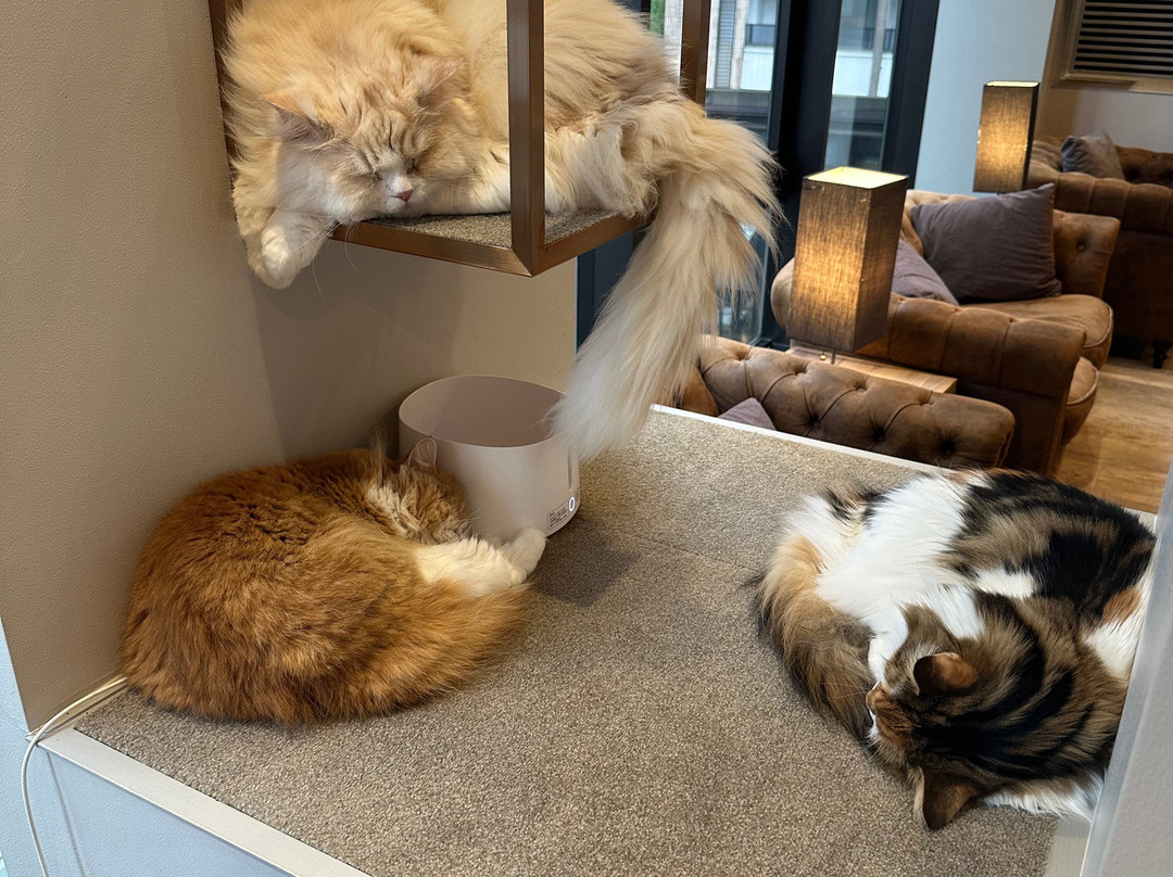 Cat Cafe Mocha Lounge Shibuya Koen-dori Branch-涩谷区必去景点