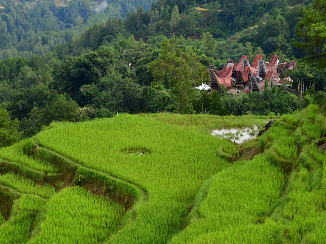 Toraja local guide-Tana Toraja必去景点