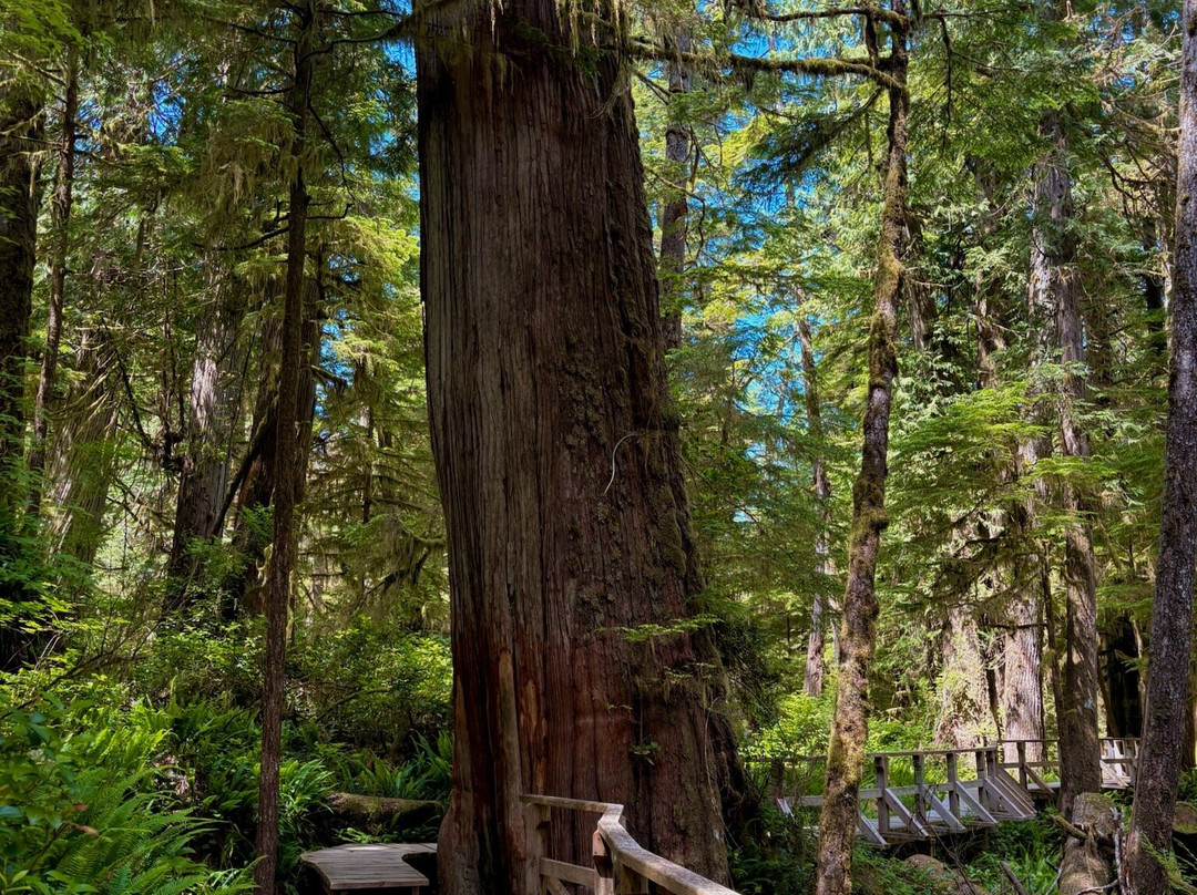 Rainforest Trail-托菲诺必去景点