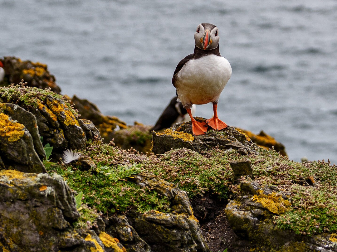 Skellig Falcon-Ballinskelligs必去景点