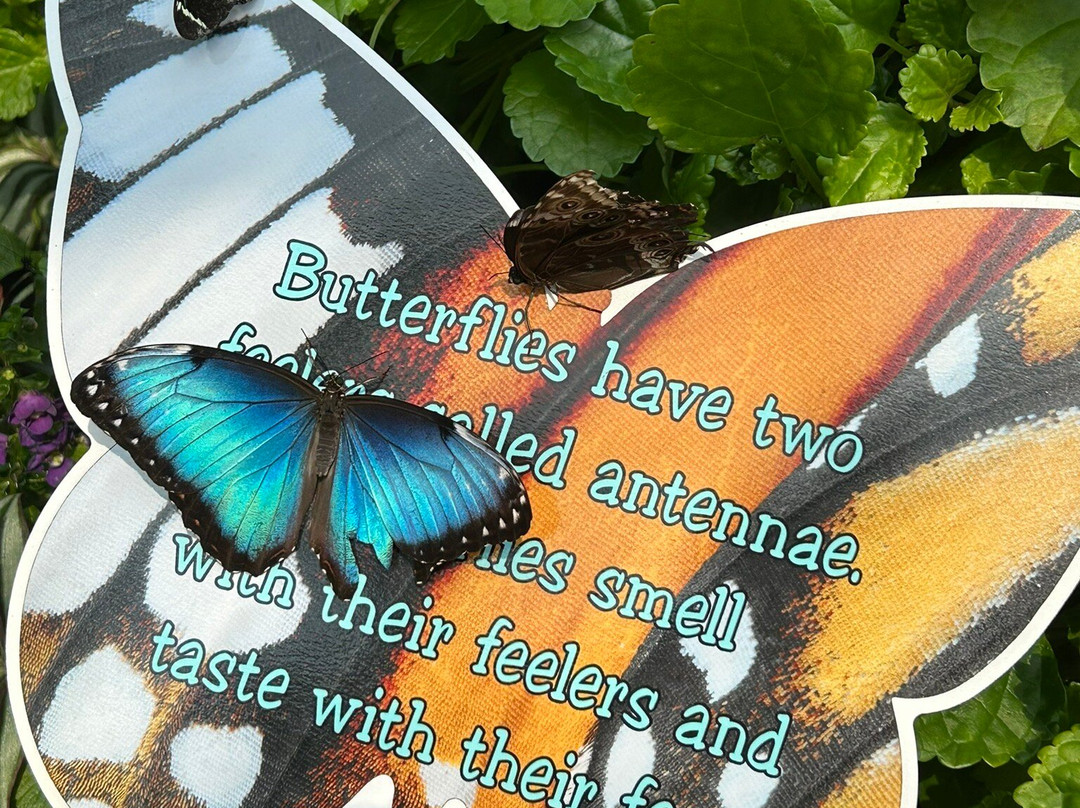 Wings of Mackinac Butterfly Conservatory-麦其诺岛必去景点