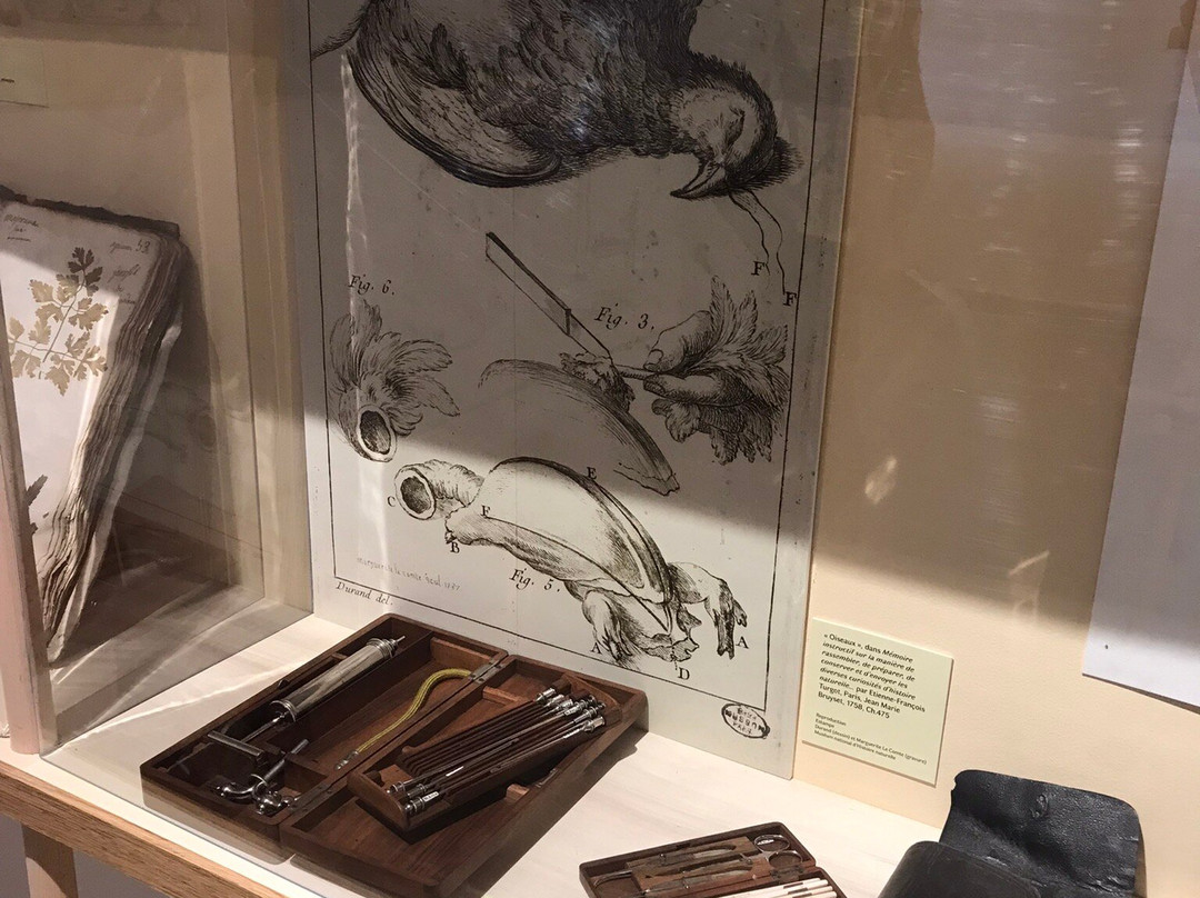 Musee et Parc Buffon-蒙巴尔必去景点