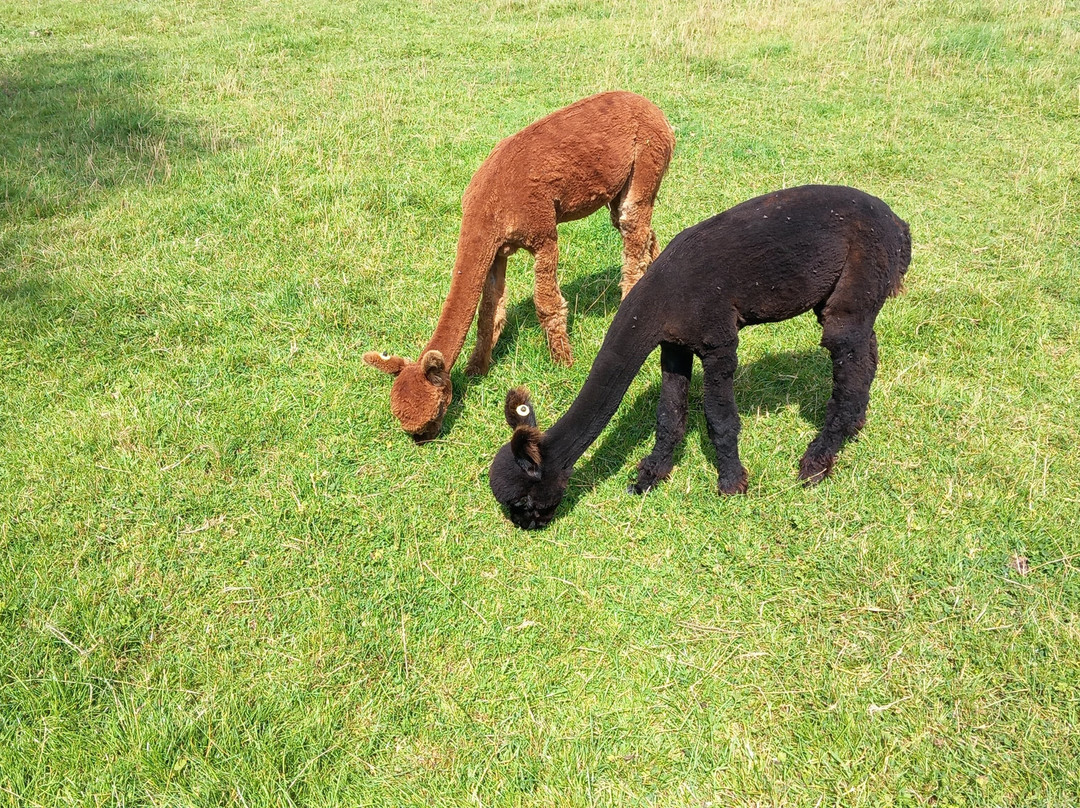 War Horse Valley Country Farm Park-Iddesleigh必去景点