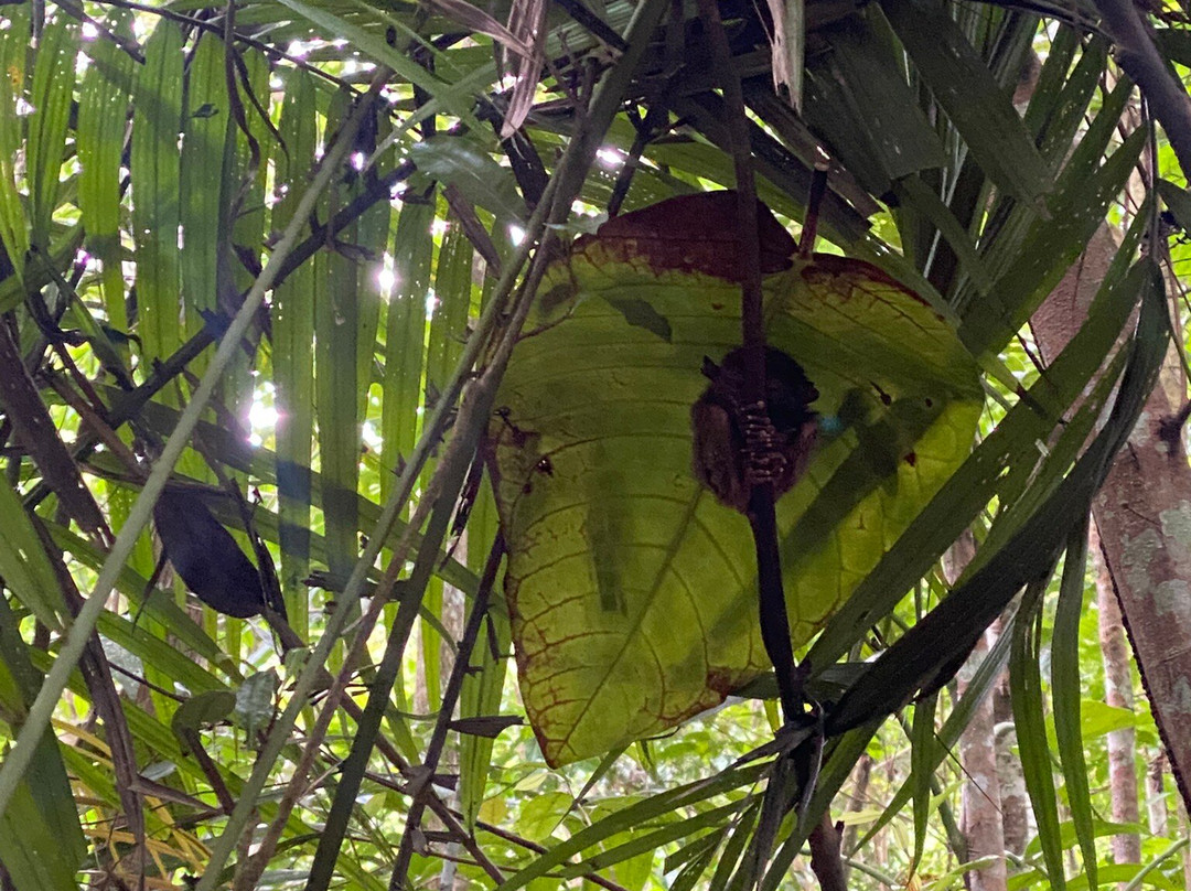 眼镜猴保护区-Bilar必去景点