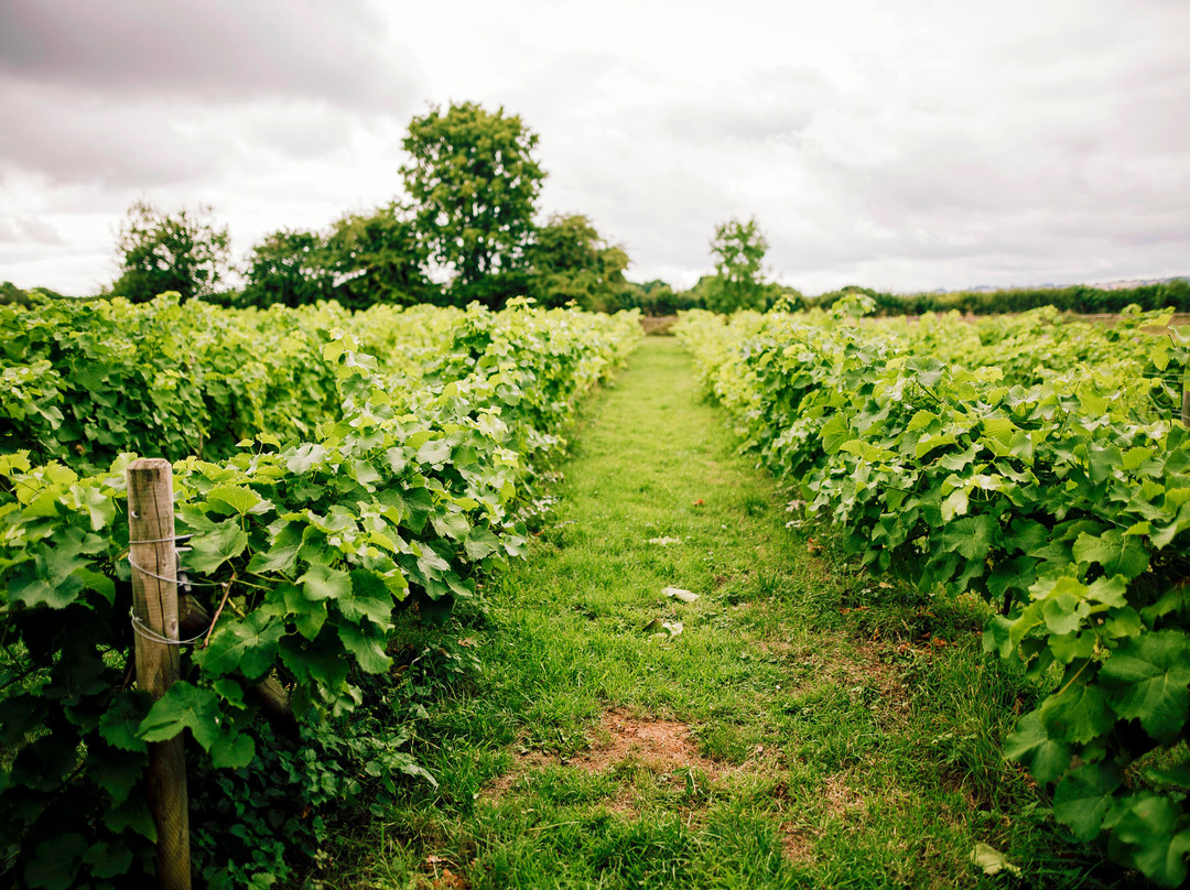 Hanley vineyard-Tenbury Wells必去景点