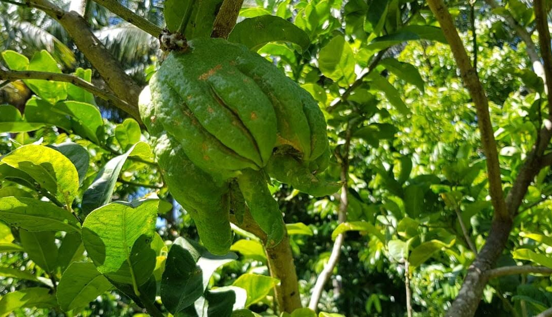 Bitasyon Bio-Saint-Philippe必去景点