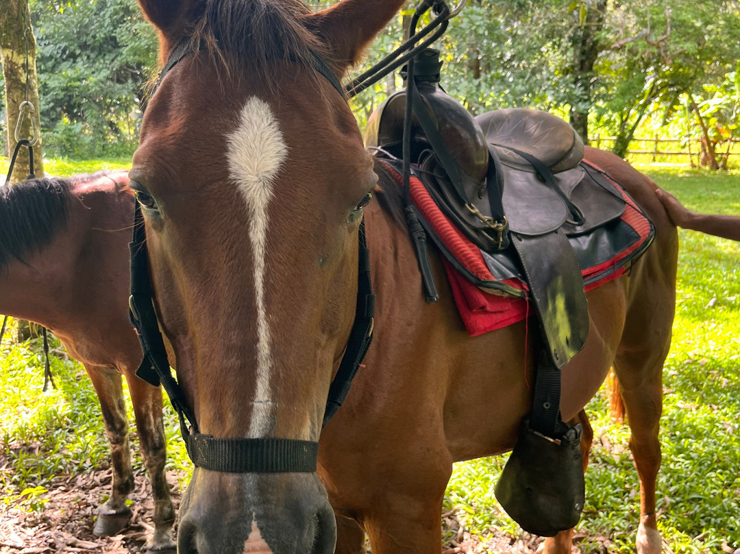 Franklin's Horseback Riding-波魁特必去景点