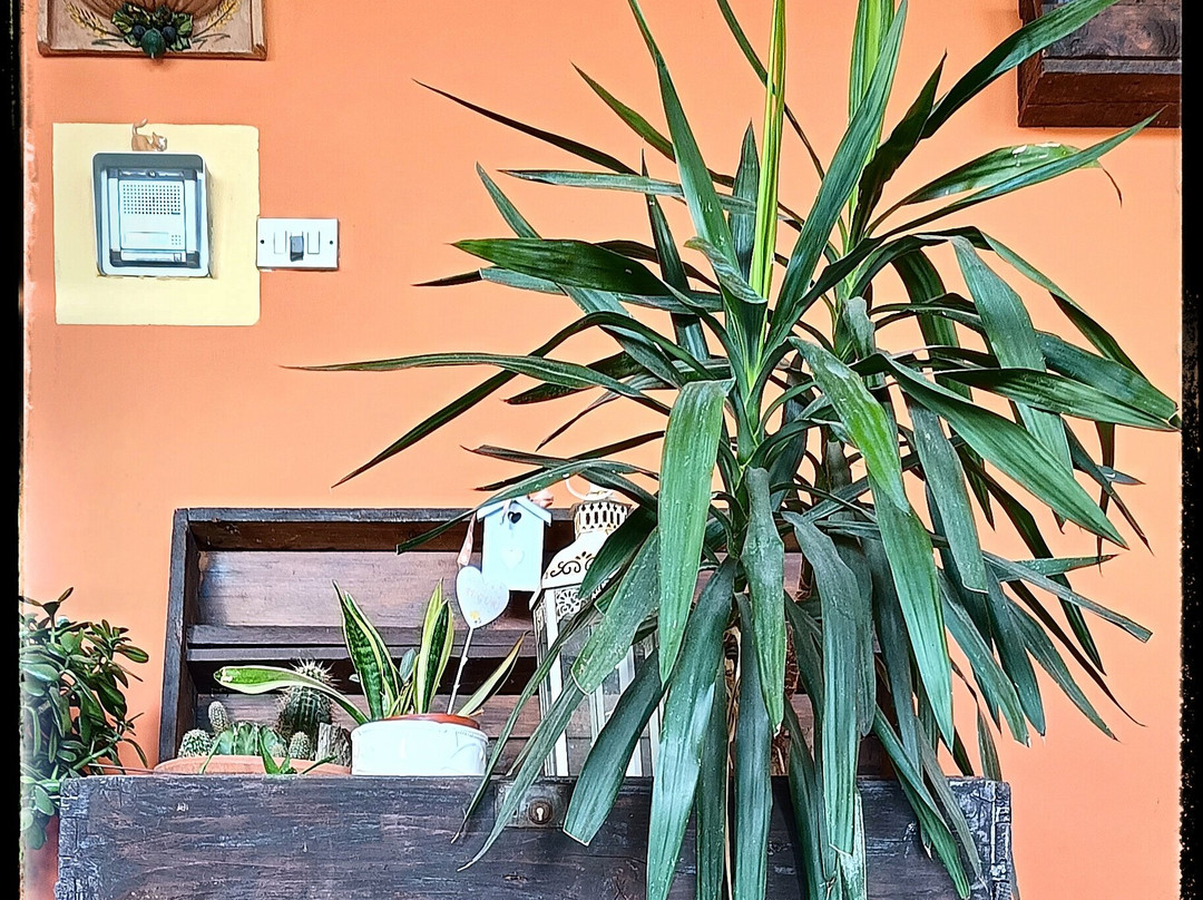 B&b Al Chiaro Di Luna主图