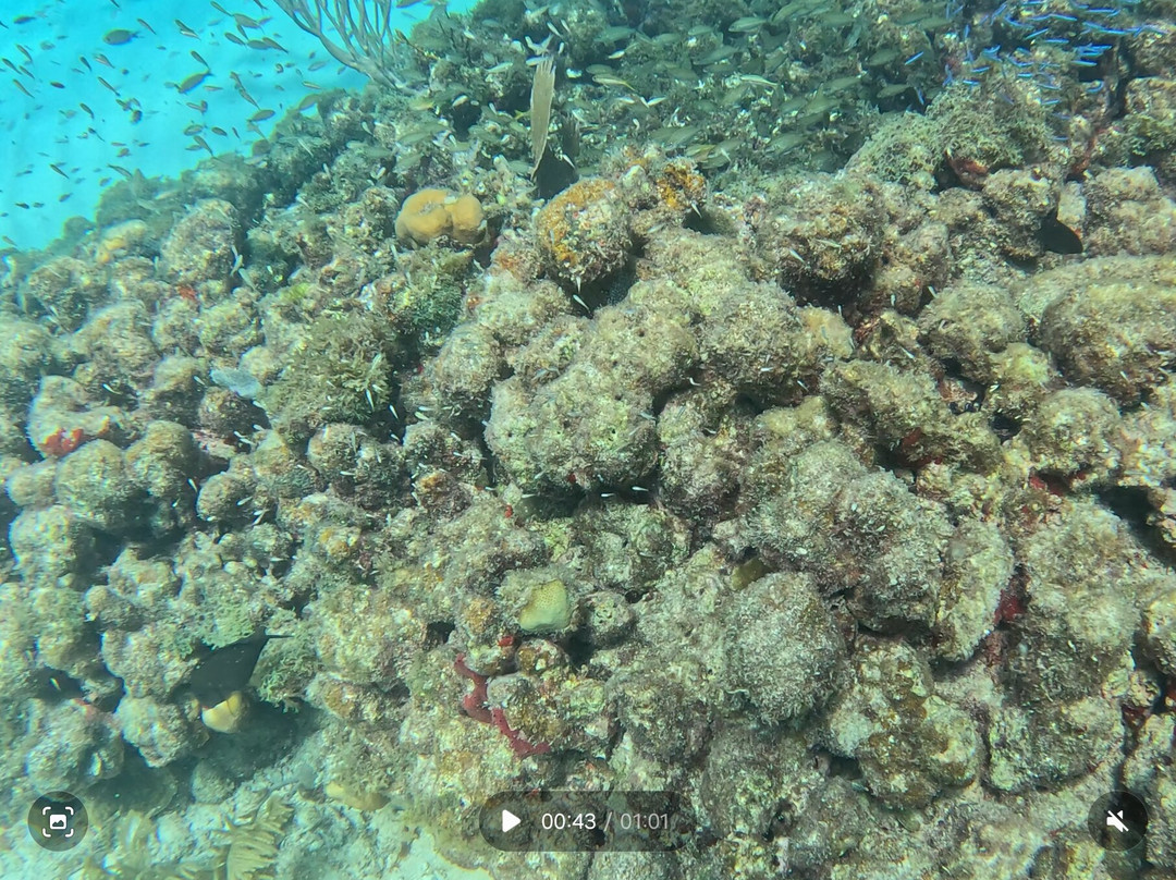 PR Dive-Bayamon必去景点