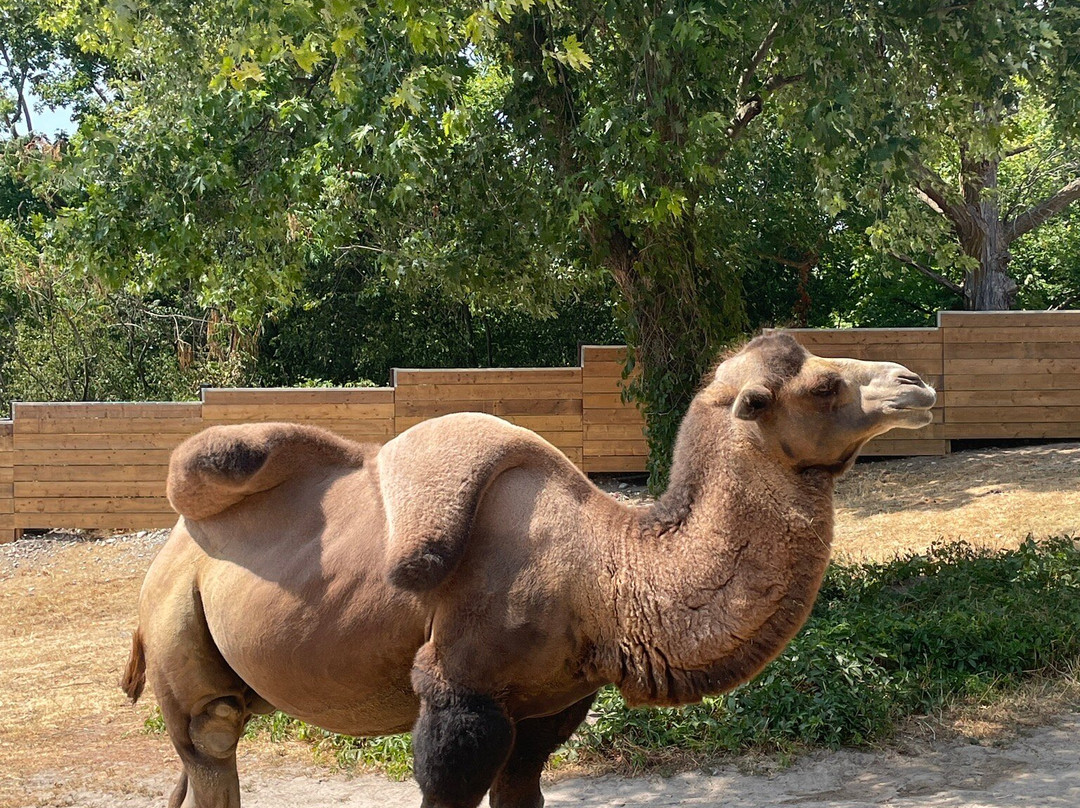 Riverview Park & Zoo-彼得伯勒必去景点