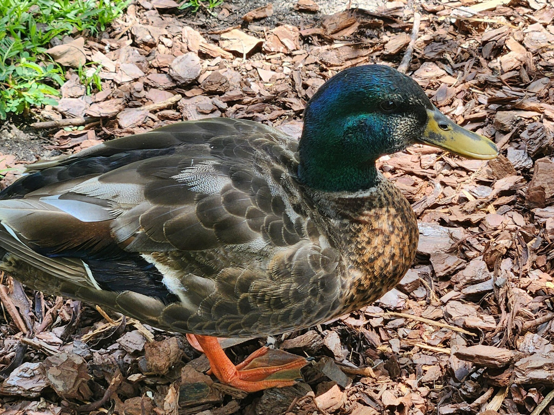 Edisto Memorial Gardens-奥兰治堡必去景点