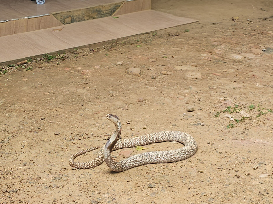 Snake Farm Weligama (Traditional Farm)-瓦勒迦玛必去景点