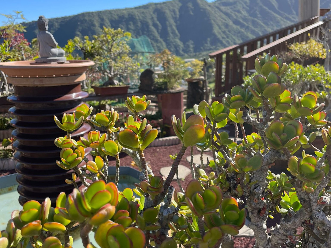 Jardin de Bonsais-圣路易岛必去景点