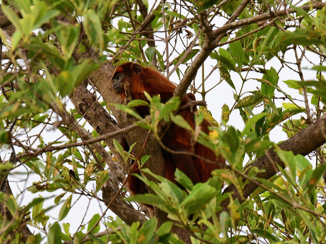 Parnaiba Delta-Parnaiba必去景点