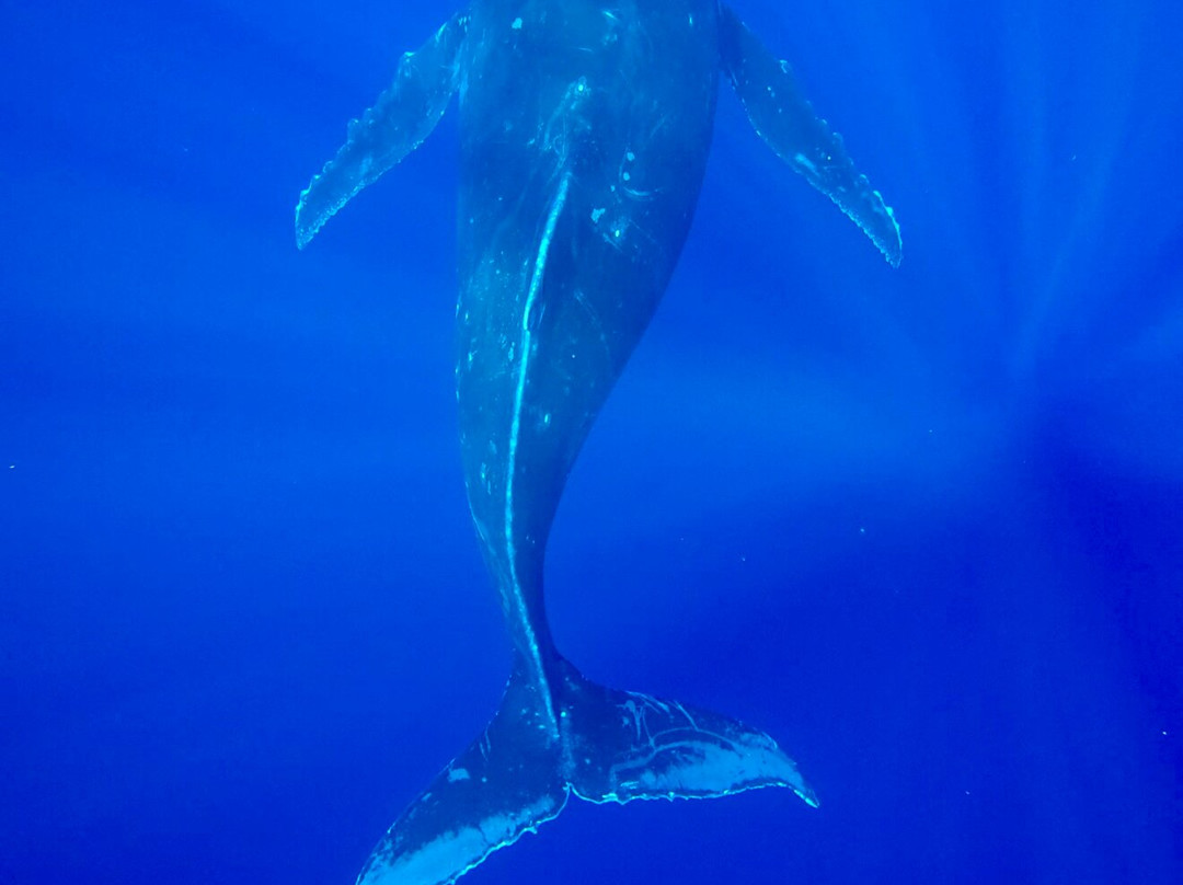 'ATAE : Safari Océan ~ Tahiti-普纳奥亚必去景点