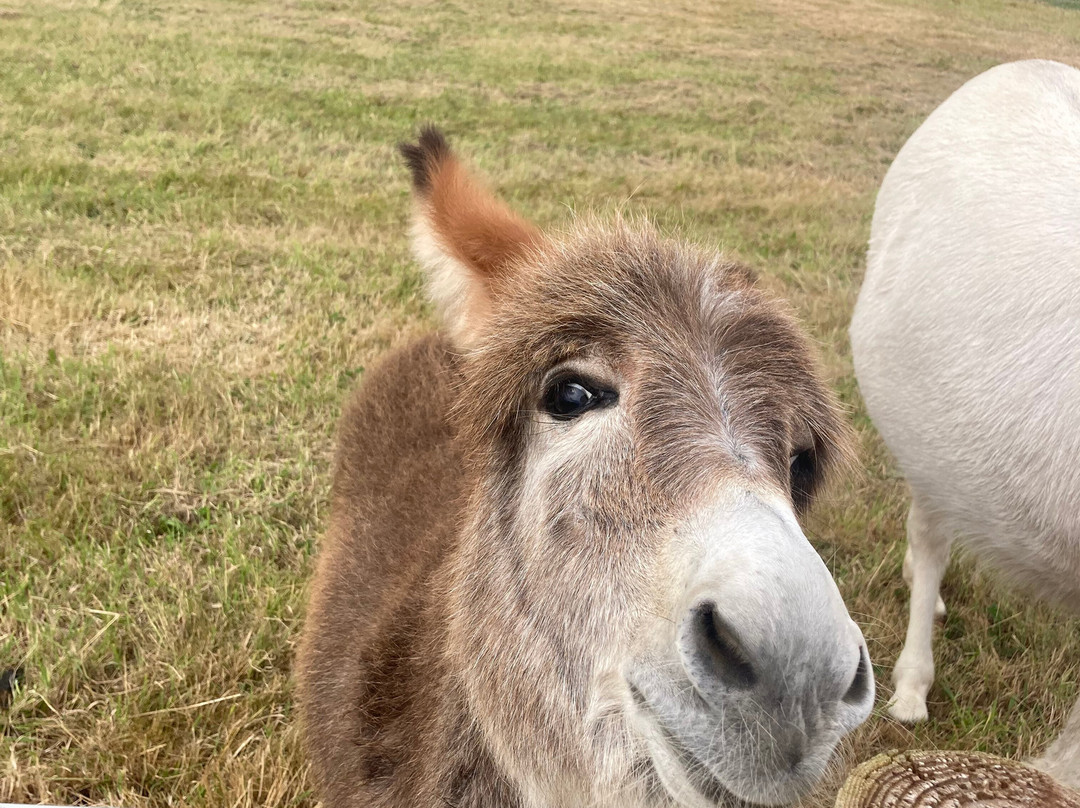 Dyfed Shire Horse Farm-Eglwyswrw必去景点