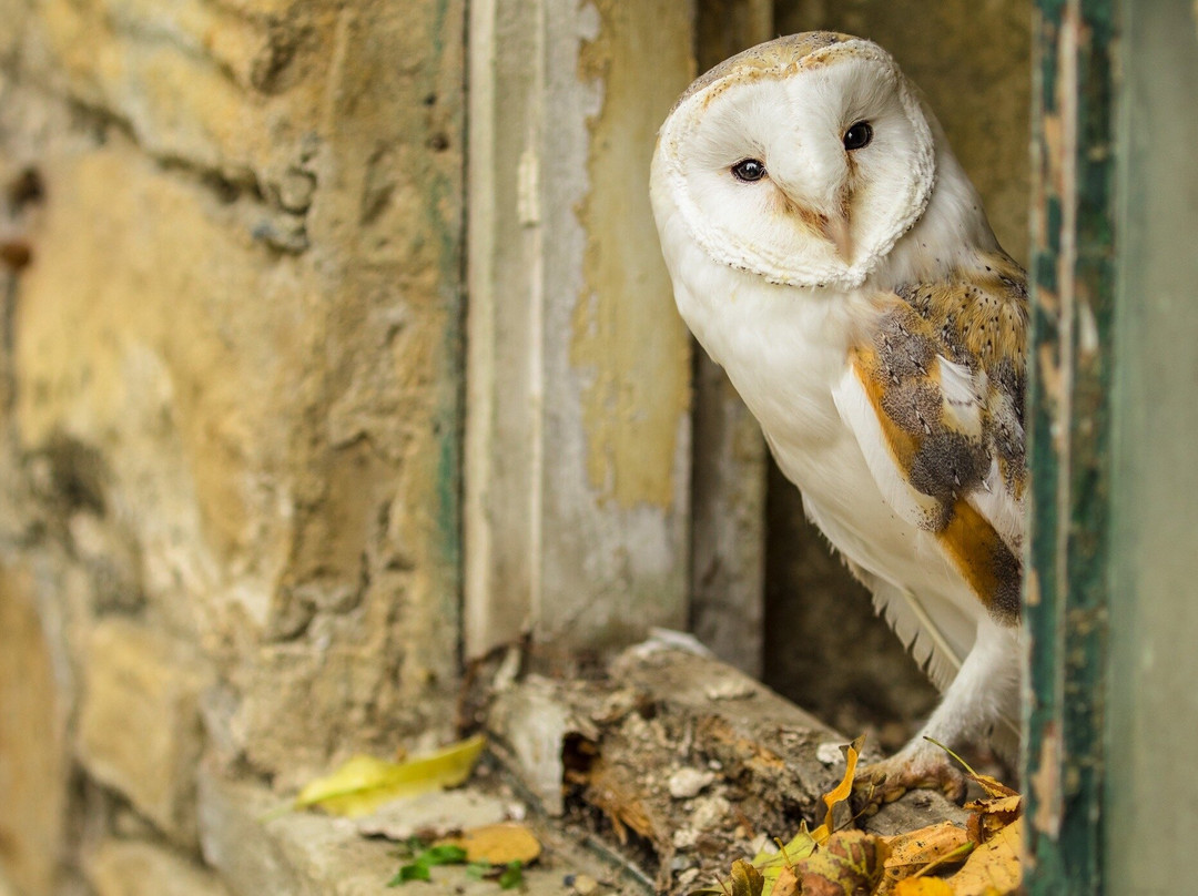 Swinton Park Birds of Prey-马沙姆必去景点