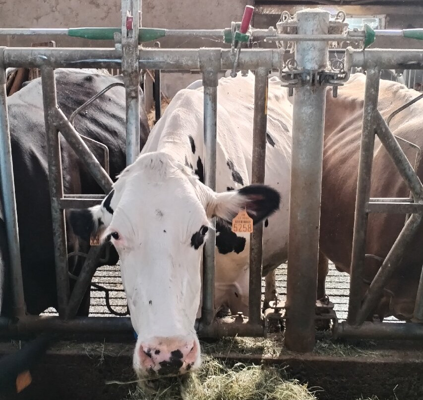 Ferme Gaec de l'Oiseau-Chambon-sur-Lac必去景点