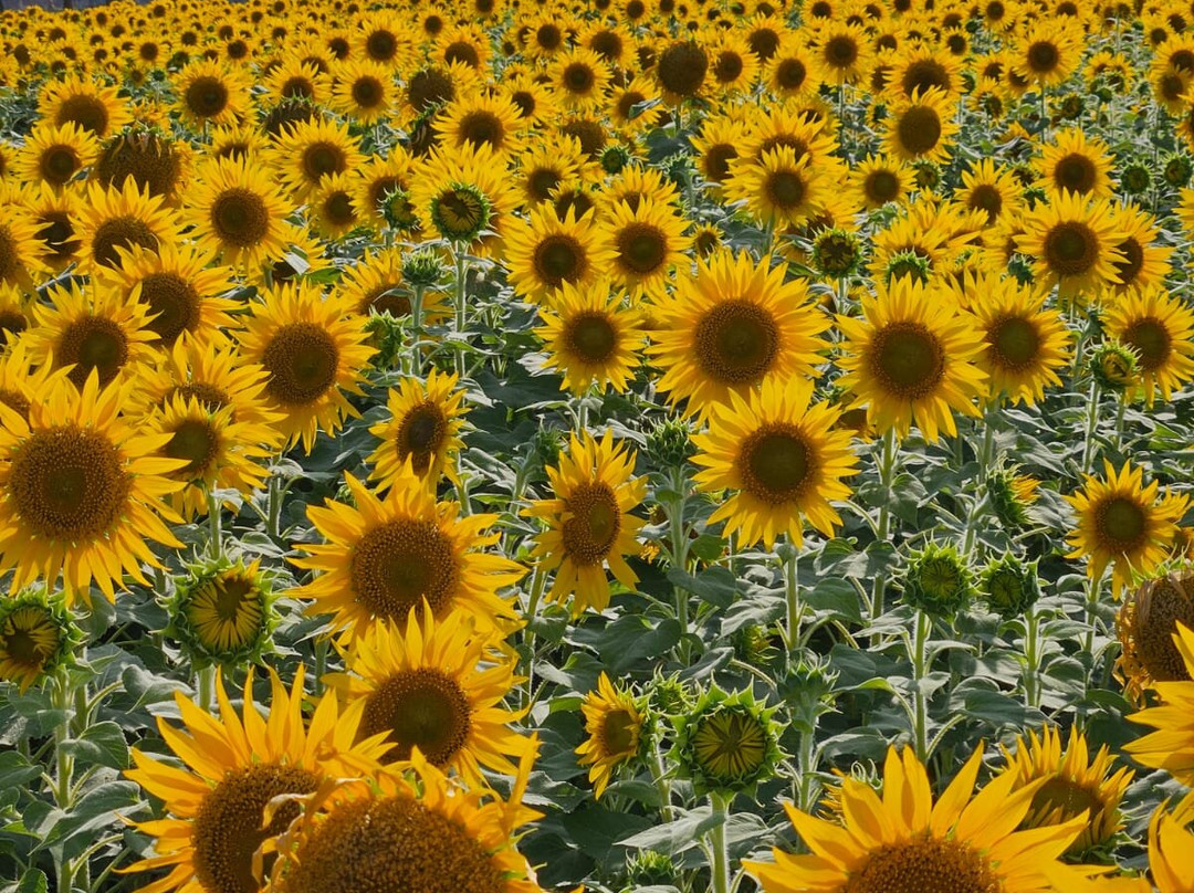 Coutrallam Water Falls From South Tamil Nadu-Tirunelveli必去景点