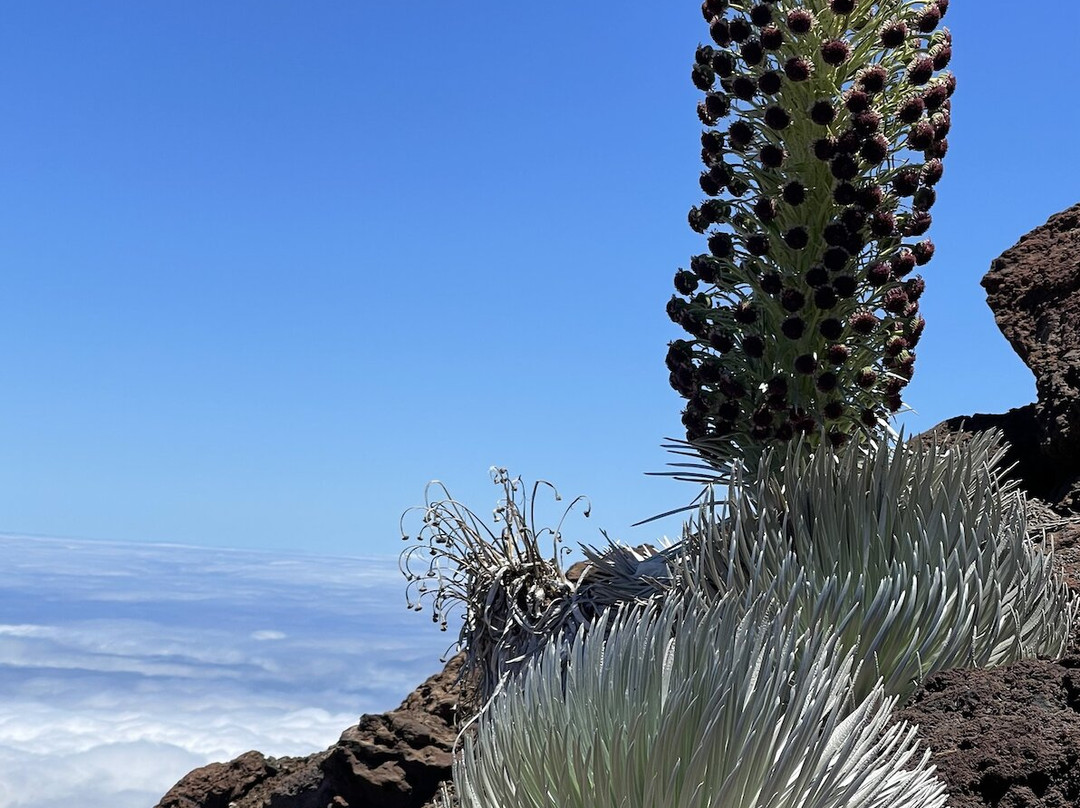 Explore Maui Nature-基黑必去景点