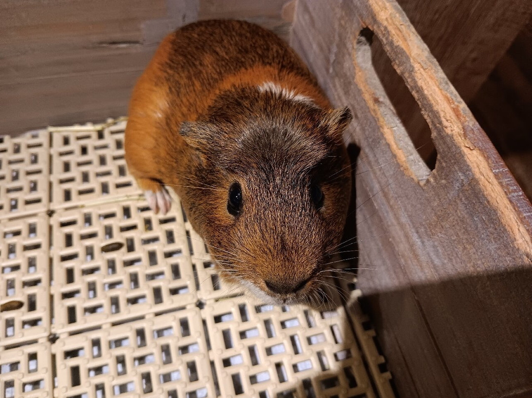 Hedgehog Cafe HARRY, Harajuku-涩谷区必去景点