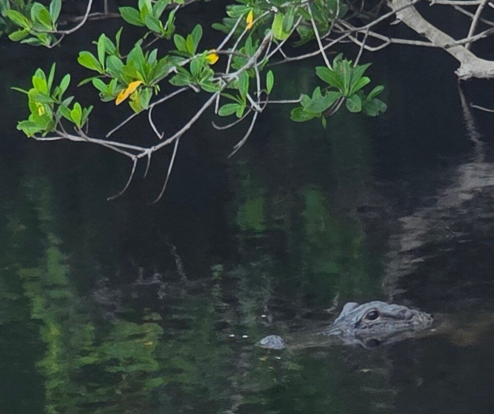 Captain Jack's Airboat Tours-大沼泽地必去景点