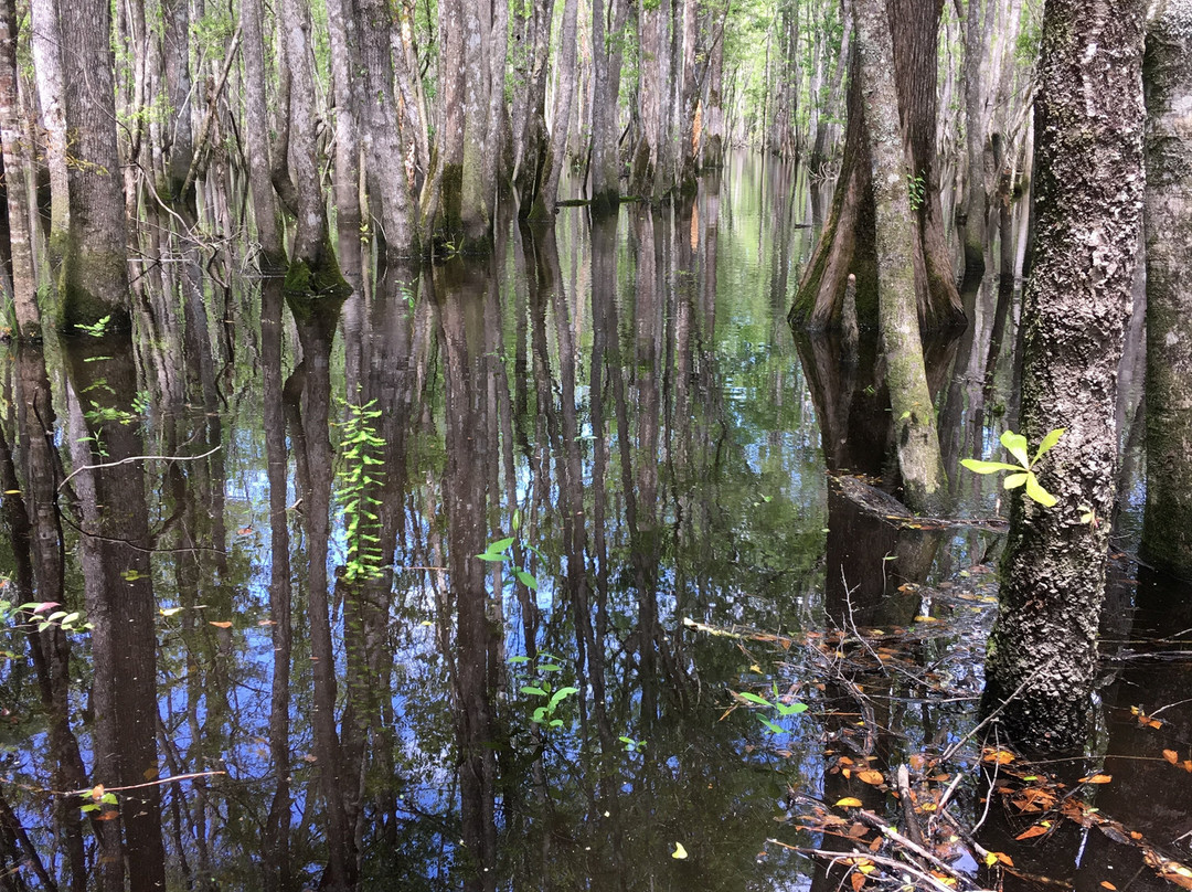 The Swamp Park-Ocean Isle Beach必去景点