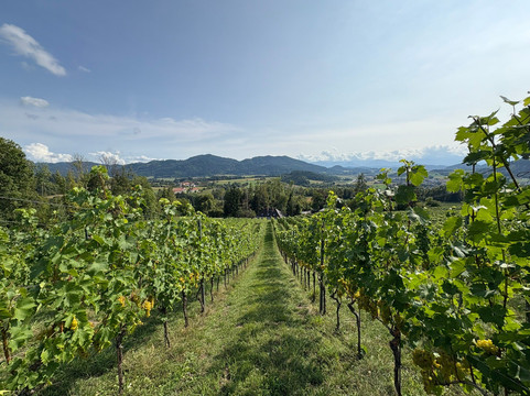 Weingut Taggenbrunn-Sankt Veit an der Glan必去景点