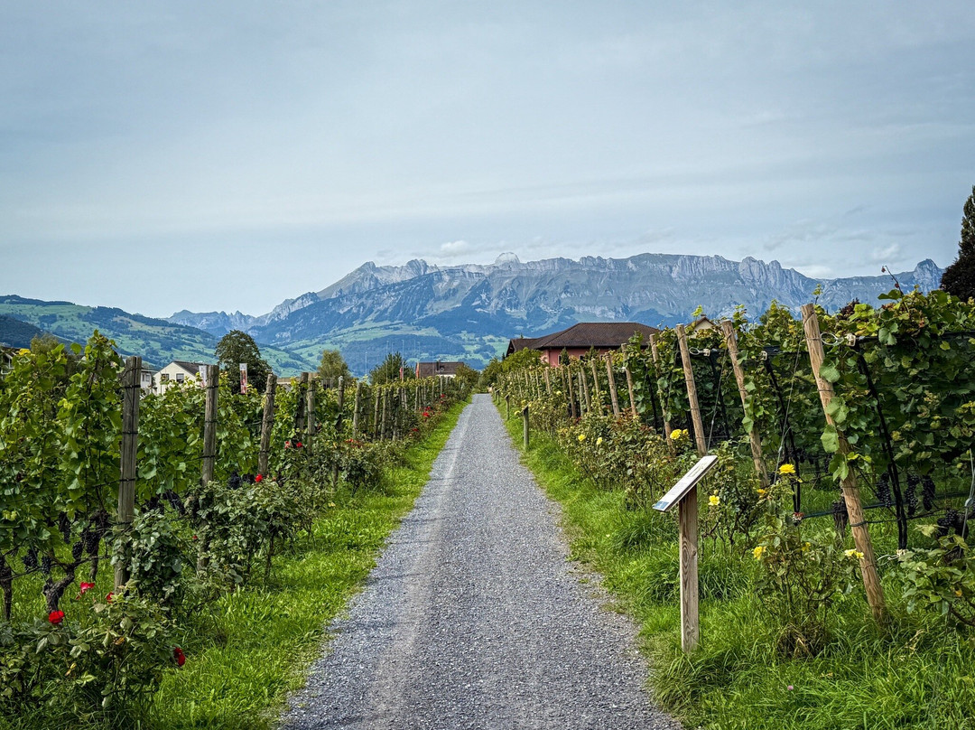 Hofkellerei of the Prince of Liechtenstein-瓦杜兹必去景点
