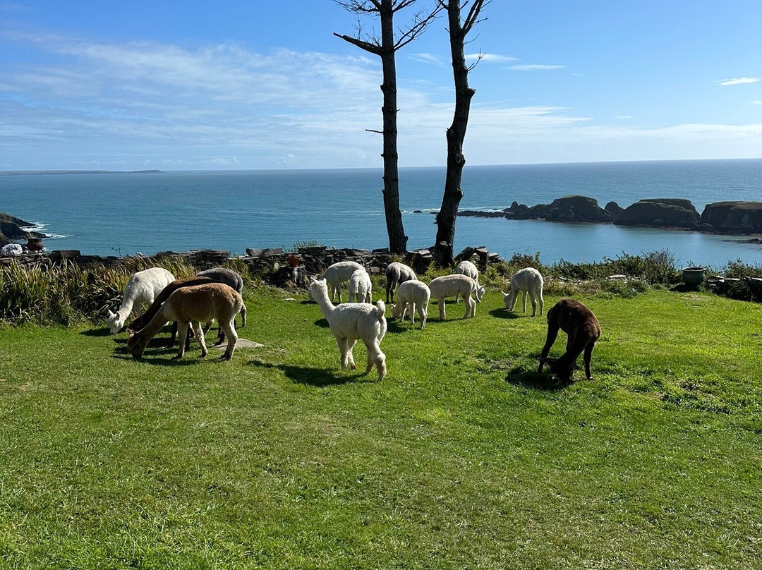 Seaside Alpacas West Cork-Union Hall必去景点