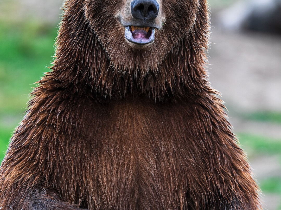Montana Grizzly Encounter-博兹曼必去景点