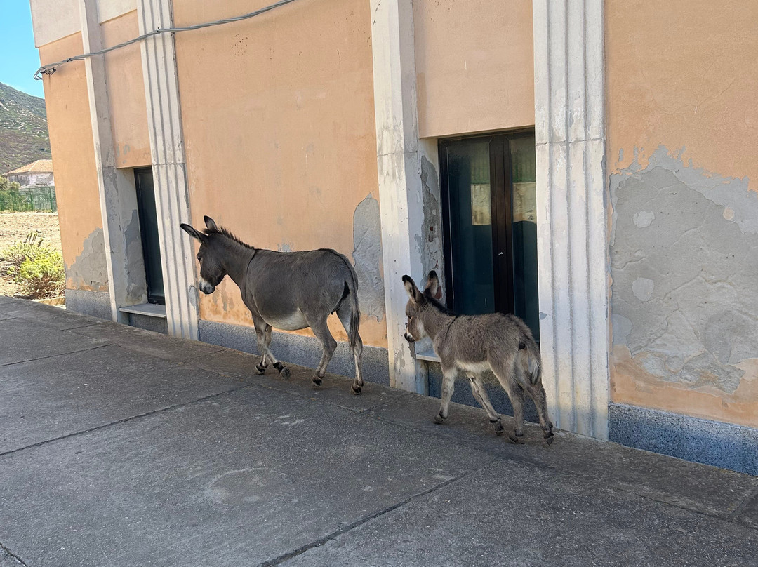 Asinara Charter Service-斯廷蒂诺必去景点