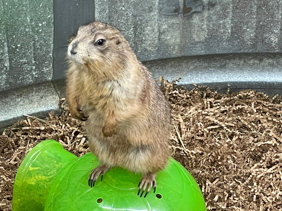 Branson's Promised Land Zoo-布兰森必去景点